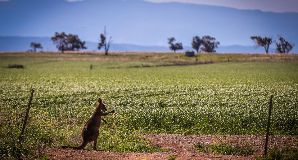 A kangaroo with canola fields in the background, followed by trees and mountains.