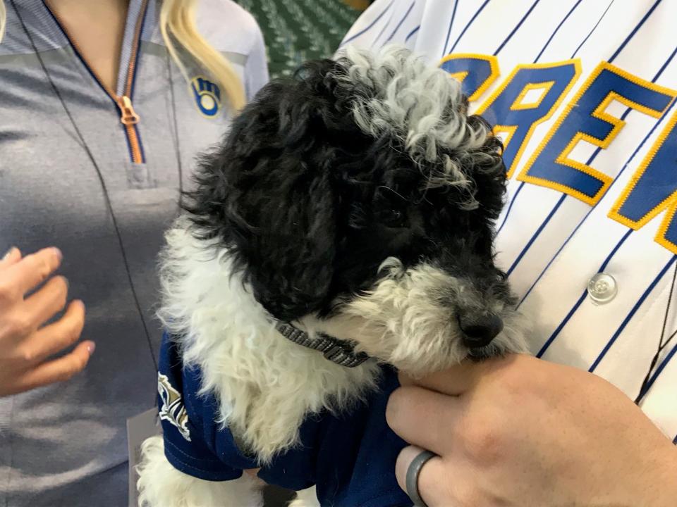 Yeli, an 11-week old mini doodle, was presented to a Muskego family by Christian Yelich on April 15, 2019.