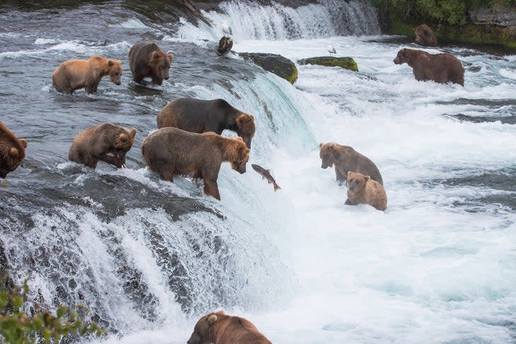 Grizzly Bears / Brown Bears gather at Brooks Falls / Brooks River in Katmai National Park and Preserve, Alaska, to feed on the Sockeye Salmon as they make their way upstream to spawn.