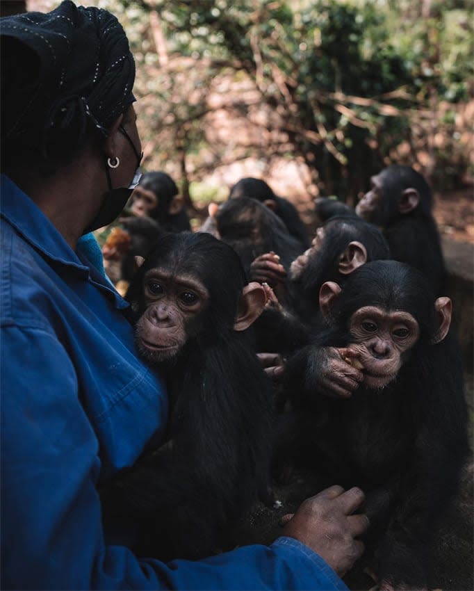 Gotzon Mantuliz visita un centro de rehabilitación de chimpancés en el Congo