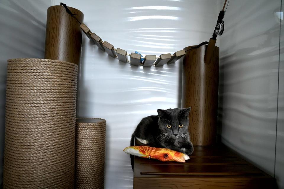 Alien, a stray up for adoption, looks out from the nautical inspired furnishings in one of the single cat rooms in the public area of the new RISPCA building. The nautical themed cat rooms were built and donated by Rescue Rebuild.