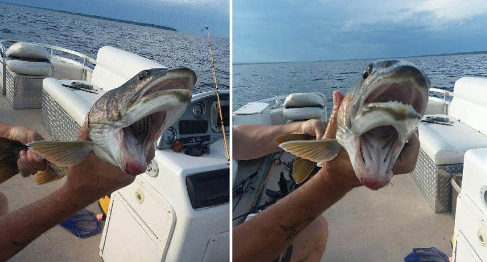 Fish with two mouths caught in New York by a female angler. 