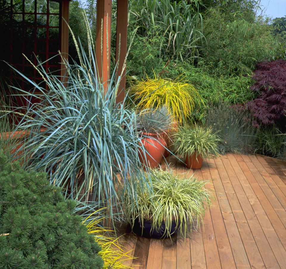 36. PLANT GRASSES FOR A TEXTURAL LOOK