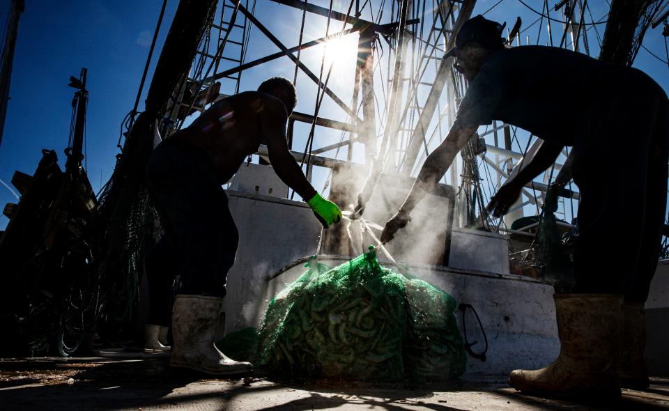 The Malolo is unloaded of its catch of shrimp on Nov. 16, 2022. It was the first boat out and back after the Fort Myers Beach shrimp fleet was virtually destroyed by Hurricane Ian.   