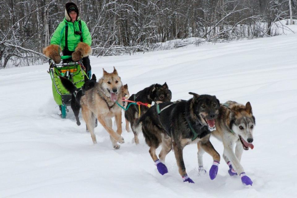 在美國阿拉斯加「長途競速雪橇賽」拿下2023年冠軍的橇夫雷汀頓（Ryan Redington），2月26日進行賽前練習。美聯社