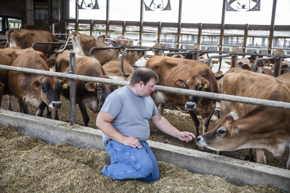 Nate Chittenden, un granjero lechero de Dutch Hollow Farm en Schodack Landing, Nueva York, con sus vacas el 7 de octubre de 2020. (Lauren Lancaster/The New York Times)