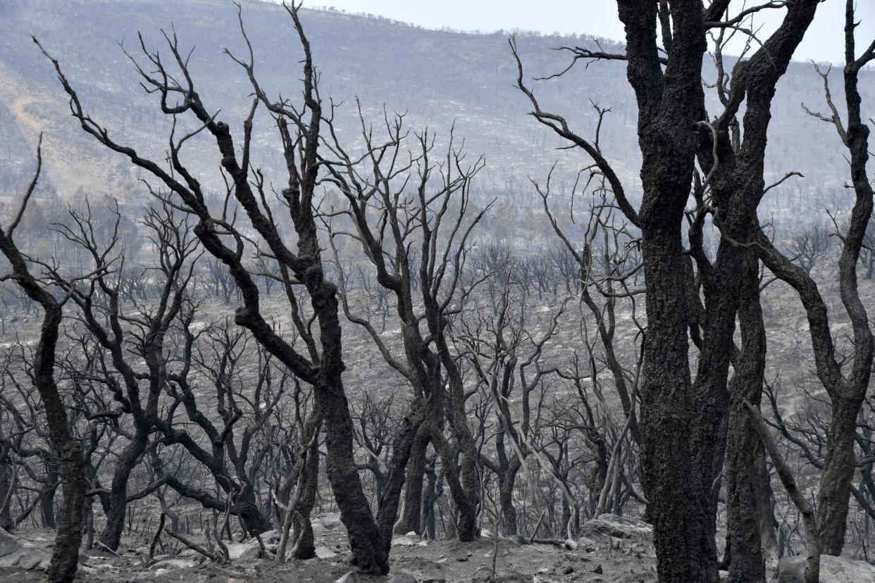 Arbres brûlés à El Kala, en Algérie, le 18 août 2022 - AFP