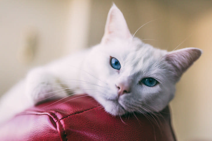 close up of a cat