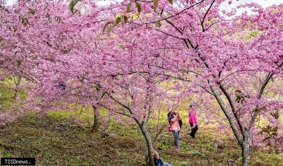 苗栗櫻花盛開景象