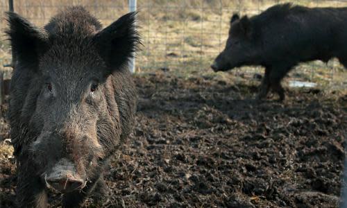 Feral pigs