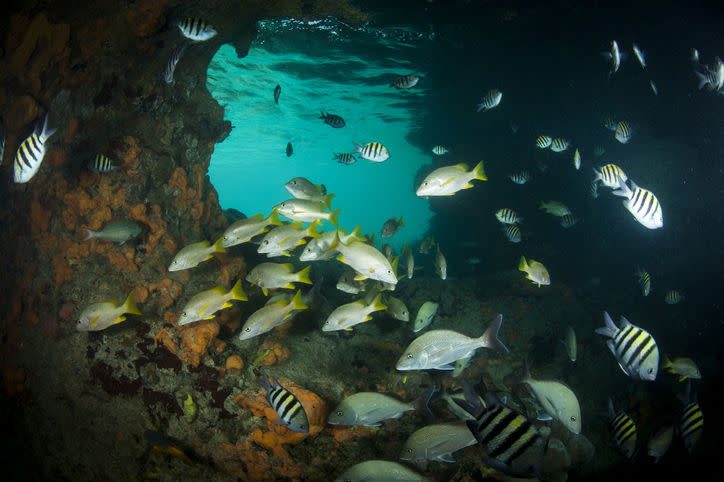 Schoolmaster Snappers, Mangrove Snappers, Sergeant Majors and other tropical fish congregate in Thunderball Grotto near Staniel Cay, Exuma, Bahamas | Danita Delimont/Getty Images