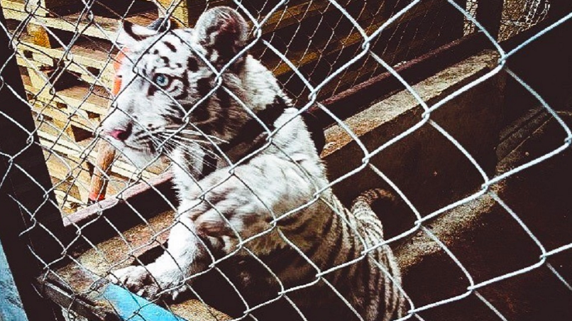 Mexican road inspections seized this white tiger cub as part of Operation Thunderball. (INTERPOL) 