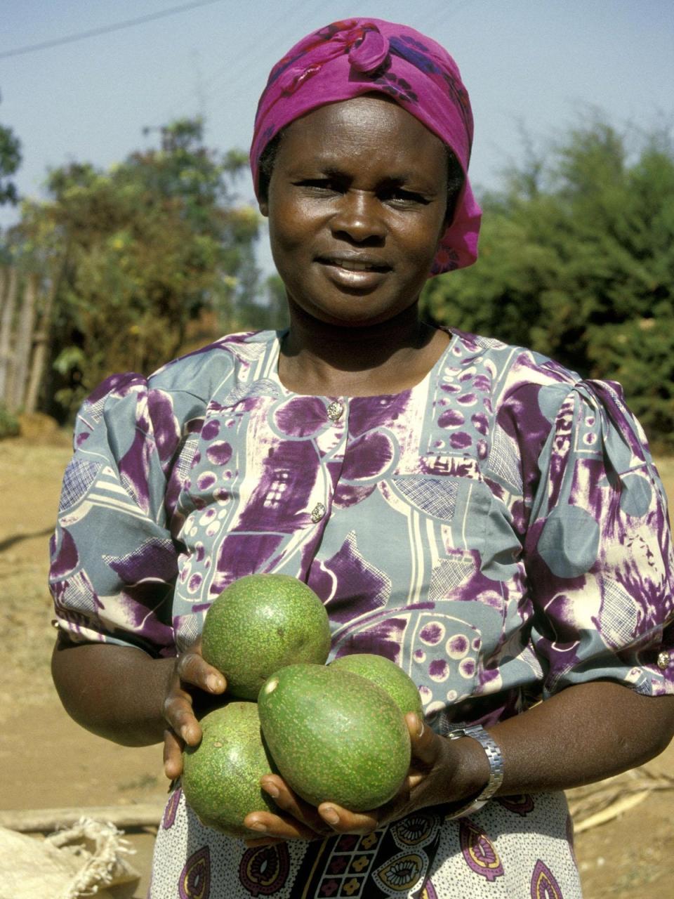 Kenya banned exporting avocados this week because the country's own supply was at risk  (Alamy)