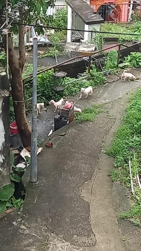 西貢一伯伯養了10多隻摩天使，但8月10日因打開家門讓多隻狗走失。