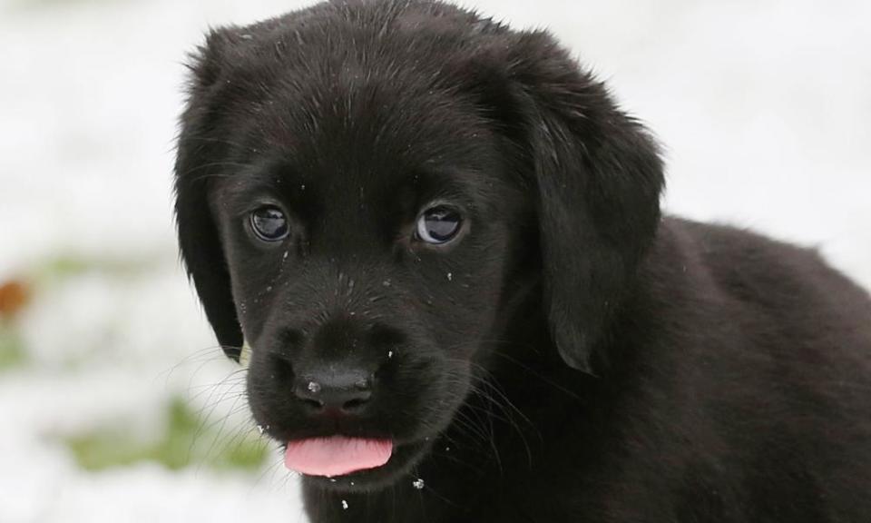 Black labrador puppy