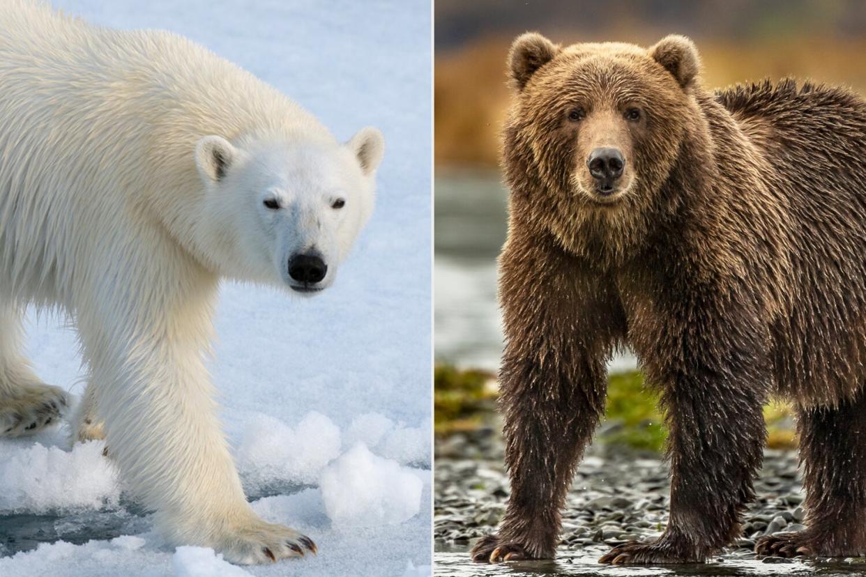 Polar Bears and Grizzly Bears produce Prizzly Bears