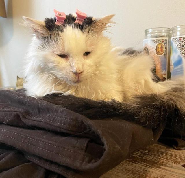 Pot Roast — One of the Most Beloved Cats on TikTok — Has Died, the Pet's  Owner Confirms