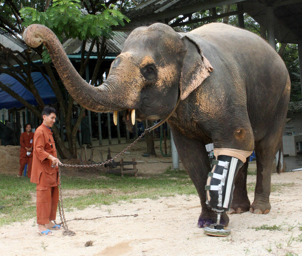 A 48-year-old female elephant named Motala walks on her newly attached prosthetic leg at the Elephant Hospital in Lampang province, north of Bangkok August 16, 2009. Motala's front left leg was maimed after she stepped on a landmine at the Myanmar-Thai border 10 years ago. REUTERS/Phichaiyong Mayerku