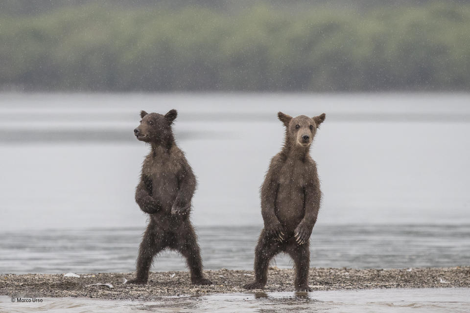 <p>Millones de salmones se reproducen cada año en el lago Kurile, en la parte sur de la península de Kamchatka, en Rusia, lo cual atrae a un gran número de osos pardos. Marco notó cuán curiosos lucían estos dos osos pardos y fue capaz de capturar el momento en que ambos se pararon sobre sus patas traseras para observar lo que sucedía a su alrededor. La lluvia que caía sobre el lago agregó un detalle adicional a la escena.<br>(Fotógrafo de Vida Salvaje del Año) </p>