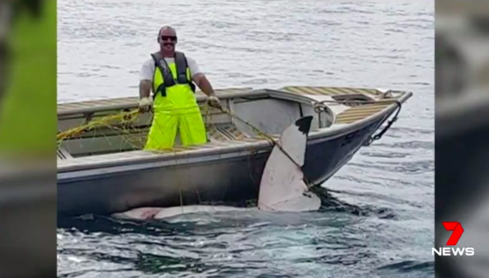 The sighting comes just weeks after a 4.6-metre great white was captured in nets off Maroubra. Source: 7News