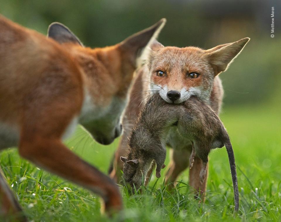 © Matthew Maran, Wildlife Photographer of the Year