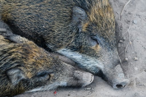 As Hong Kong prepares to celebrate the Year of the Pig, the city is facing its own peculiar porcine pickle -- a furious debate about what to do with its growing and emboldened wild boars population