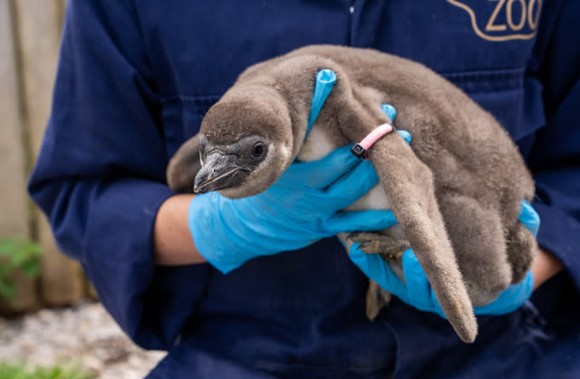 Eleven Penguin Chicks Hatch At Chester Zoo - The Most To Emerge During ‘Hatching Season’ At The Zoo For More Than A Decade