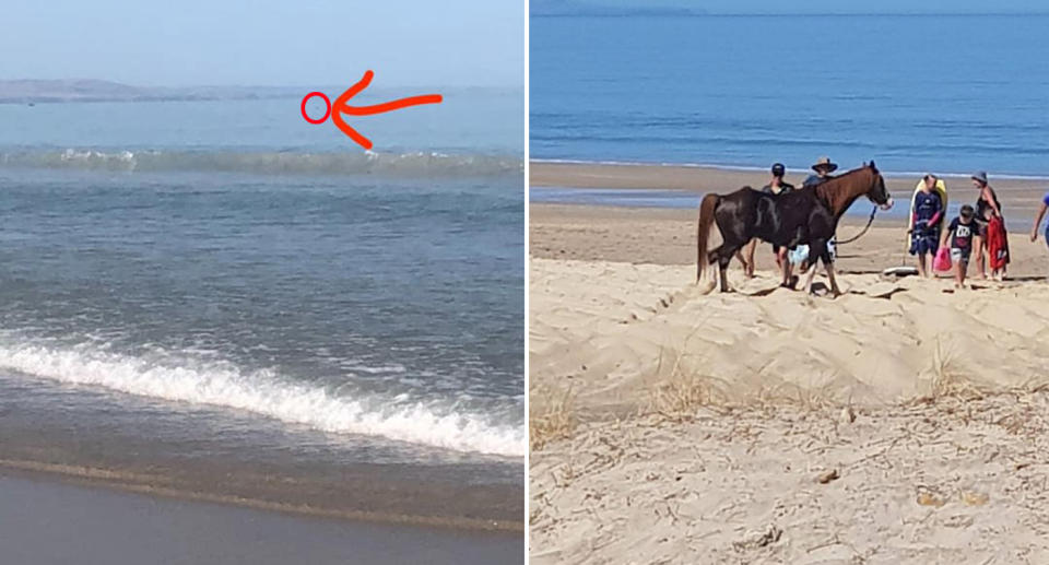 The horse swam far out to sea before being rescued by swimmers and boats (left). The mare arrived back on the beach safely (right). Source: Facebook