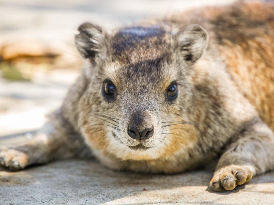 hyrax