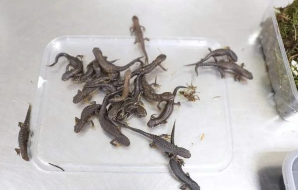 男子攜51隻「異寵」深圳灣被查 含40條蠑螈8蛇3蜥蜴