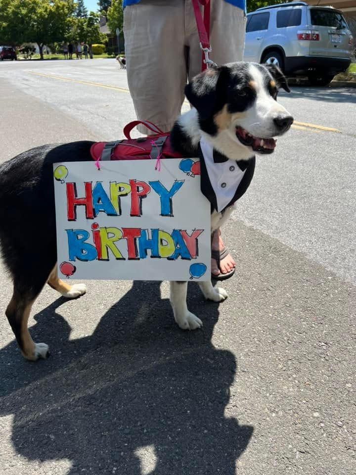 A dog attends Robert Moore's 100th birthday party in San Jose, California