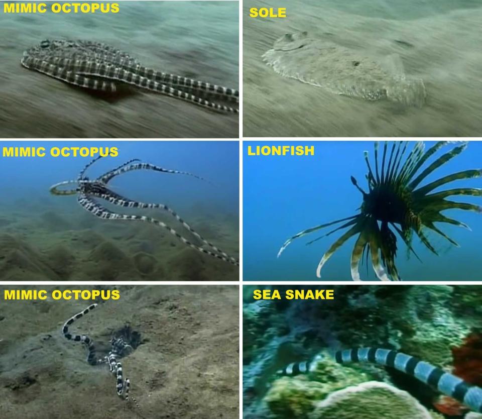 The octopus mimics an eel, a lionfish, and more