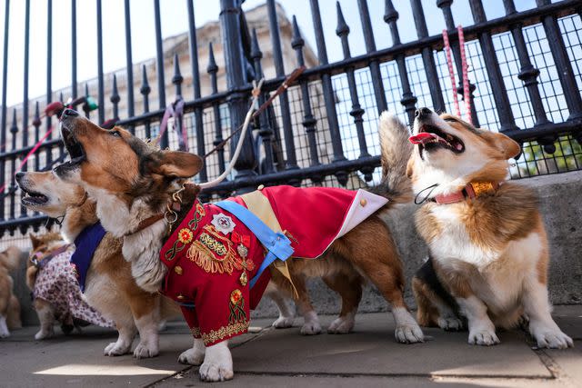 <p>AP Photo/Alastair Grant</p> A group of pet owners dressed up their corgis to take part in a parade in honor of Queen Elizabeth's memory.