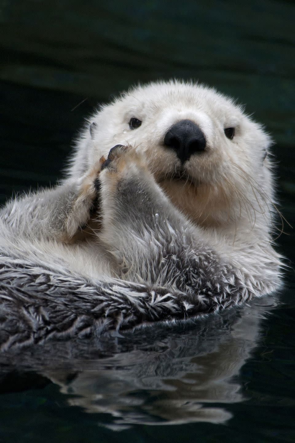 Lutraphobia: Fear of Otters