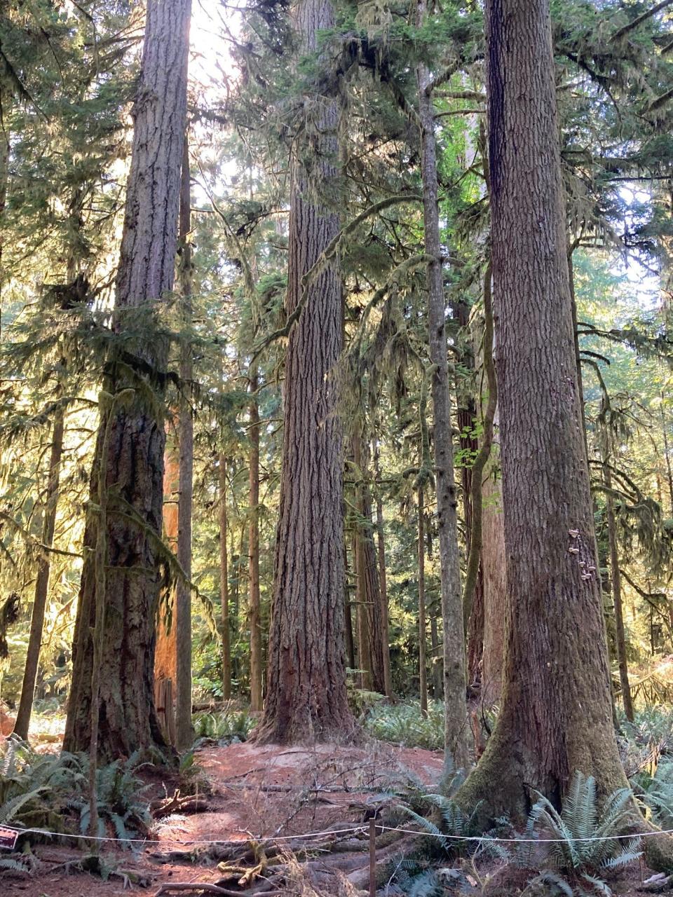 Cathedral Grove in MacMillan Provincial Park feature old growth Douglas-fir towering over 250 feet.