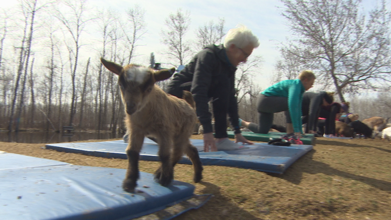 Get your goat: Animal yoga a hit at Manitoba farm