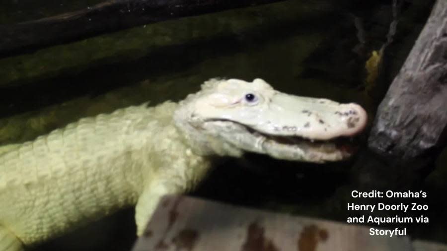 Nebraska zoo discovers 70 U.S. coins in alligator's stomach