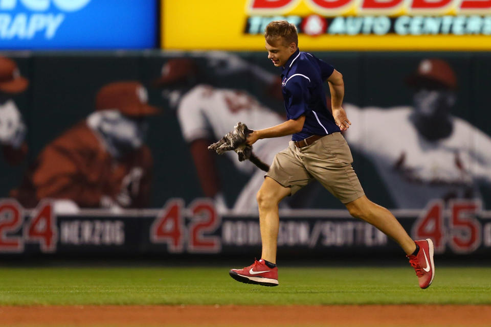 <p>A member of the St. Louis Cardinals grounds crew removes a kitten from the field in the sixth inning during a game against the Kansas City Royals at Busch Stadium on August 9, 2017 in St. Louis, Missouri. (Photo by Dilip Vishwanat/Getty Images) </p>