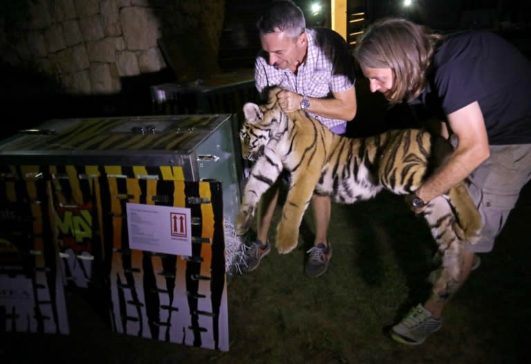 Animals Lebanon executive director Jason Mier (R) and a volunteer carry one of the three Siberian tigers to be resettled in France