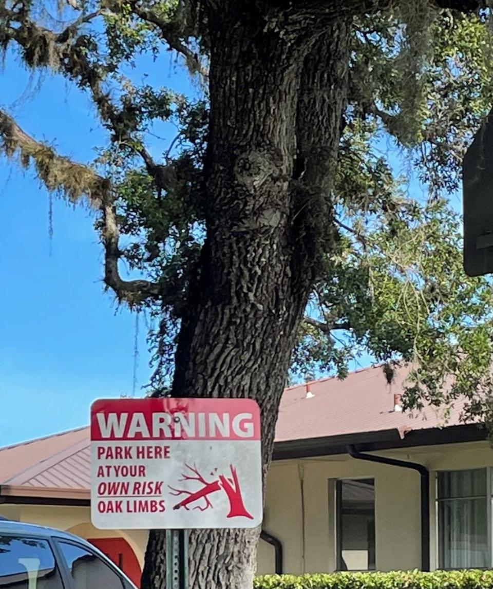 LaBelle's live oaks are well-loved, if a bit risky