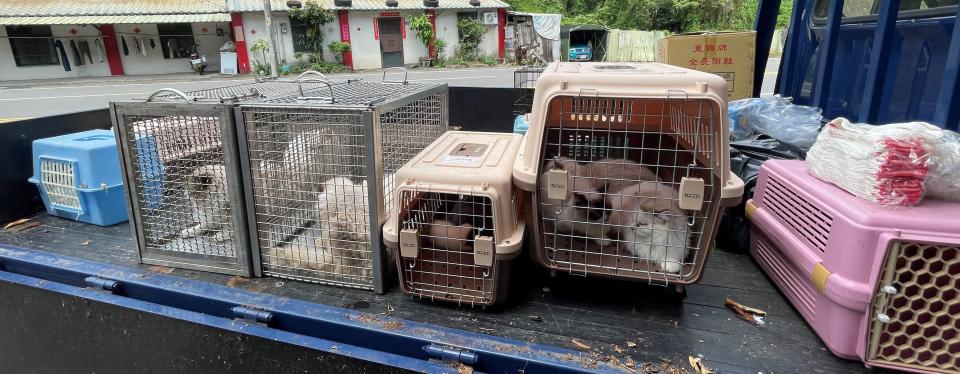 新竹警方今年4月破獲一起非法繁殖貓隻案件。