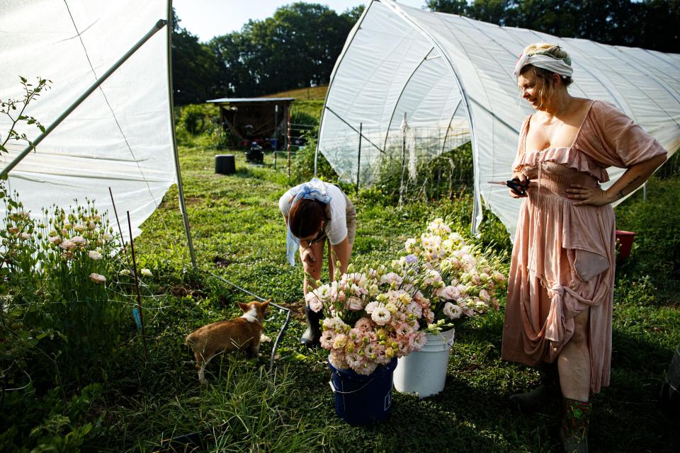 Samantha Foulks, right, and Gerogia Thorpe, a helper at The Farm & Fiddle, arrange freshly picked flowers in buckets in Santa Fe, Tenn. on Friday, July 7, 2023.