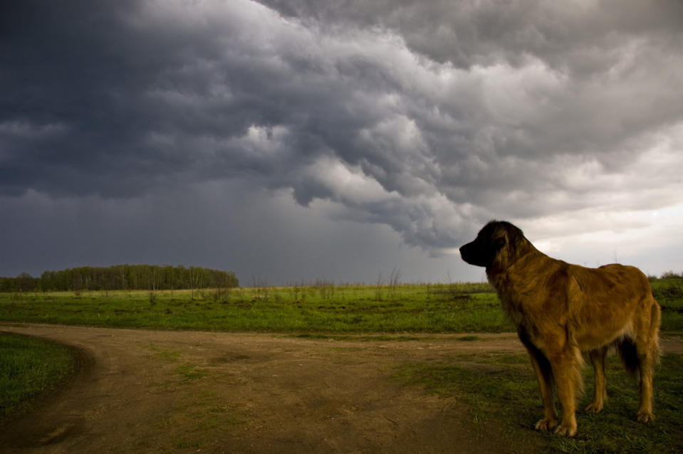 Storms can be a scary time for the entire family. <p>Alexandra Astaleks/Shutterstock</p>