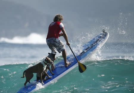 Australian dog trainer and former surfing champion Chris de Aboitiz rides a wave with his dogs Rama (L) and Millie off Sydney's Palm Beach. REUTERS/Jason Reed