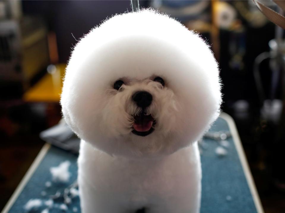 dog grooming