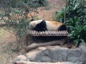 Kai Kai being a bum, like all pandas are. Both his and Jia Jia's names were chosen from a public naming competition organised back in 2010.