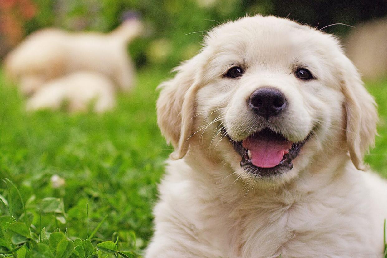 golden retriever puppy with her the mother dog and litter behind him; what is a responsible breeder