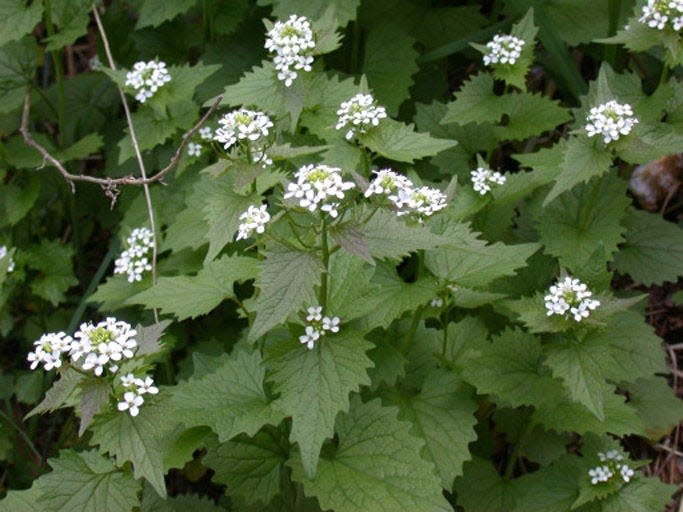 The invasive garlic mustard is seen as it fully flowers. Unless it's controlled, it can crowd out helpful native plants in the woods.