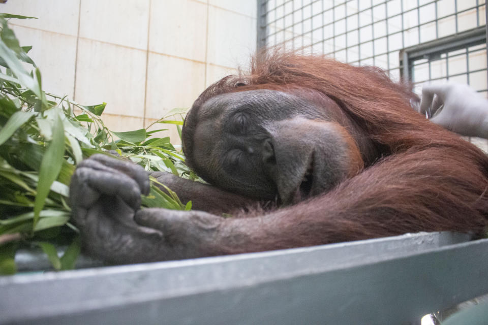 Orangutan rescue