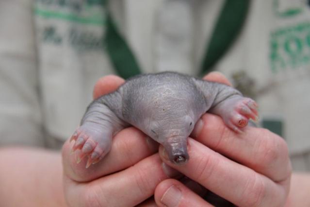 echidna puggle cute